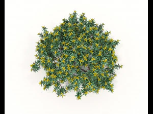 Realistic Shrub Bush Set 3D Model