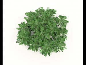 Realistic Shrub Bush Set 3D Model