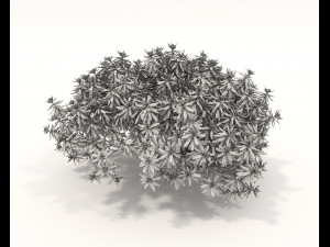 Realistic Shrub Bush Set Model 3D