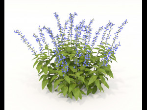 Realistic Shrub Bush Set 2 Modelo 3D