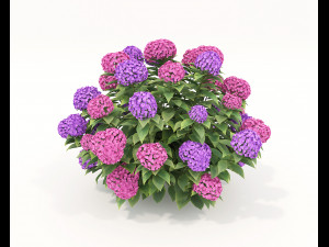 Realistic Shrub Bush Set 2 Modelo 3D