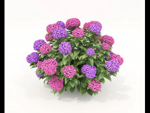 Realistic Shrub Bush Set 2 3D Model