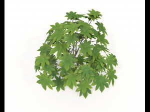 Realistic Shrub Bush Set 2 Modelo 3D