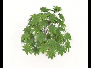 Realistic Shrub Bush Set 2 3D Model