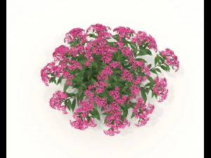 Realistic Shrub Bush Set 2 3D Model