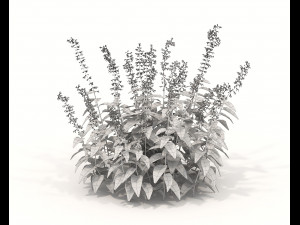 Realistic Shrub Bush Set 2 Modelo 3D