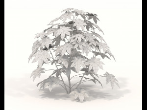 Realistic Shrub Bush Set 2 Modelo 3D