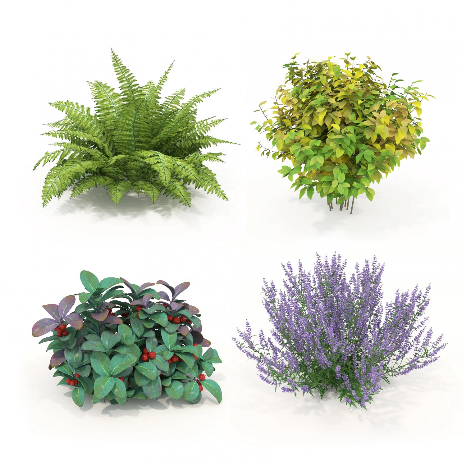 Realistic Shrub Bush Set 3 3D Model .c4d .max .obj .3ds .fbx .stl .blend