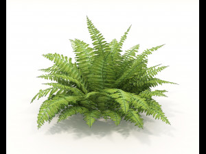 Realistic Shrub Bush Set 3 Model 3D