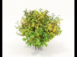 Realistic Shrub Bush Set 3 3D Model