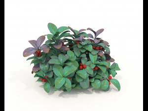 Realistic Shrub Bush Set 3 3D Model