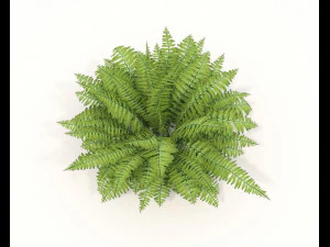 Realistic Shrub Bush Set 3 3D Model