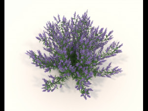 Realistic Shrub Bush Set 3 Model 3D