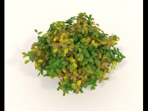 Realistic Shrub Bush Set 3 Model 3D