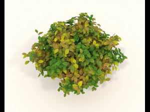 Realistic Shrub Bush Set 3 3D Model