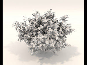 Realistic Shrub Bush Set 3 Model 3D