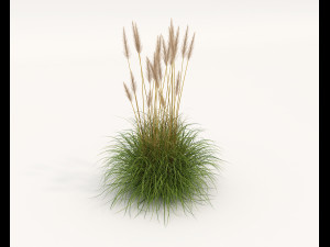 Realistic Shrub Bush Set 4 3D Model