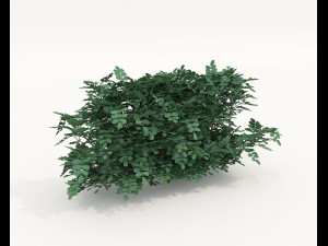Realistic Shrub Bush Set 4 3D Model