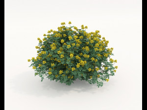 Realistic Shrub Bush Set 4 3D Model