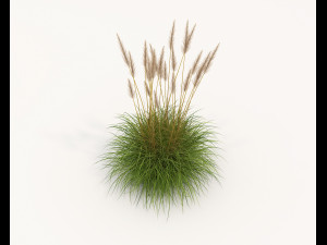 Realistic Shrub Bush Set 4 3D Model