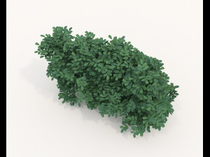 Realistic Shrub Bush Set 4 3D Model