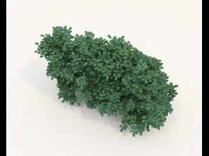 Realistyczny zestaw krzew&oacute;w 4 Model 3D