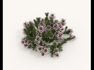 Realistic Shrub Bush Set 4 3D Model