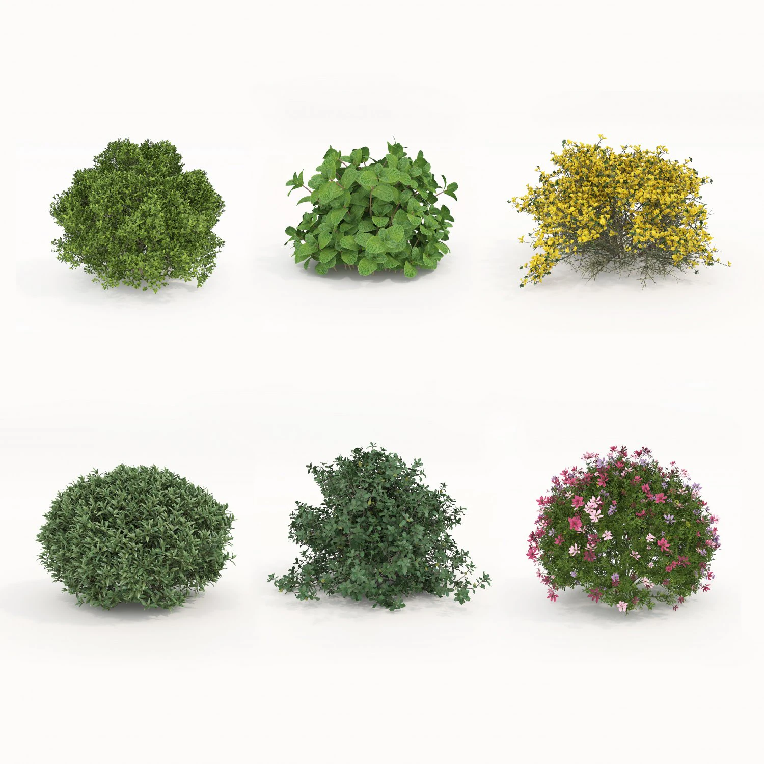 Realistic Shrub Bush Set 5 3D Model .c4d .max .obj .3ds .fbx .stl .blend 