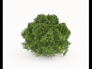 Realistic Shrub Bush Set 5 3D Model