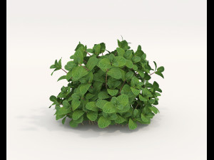 Realistic Shrub Bush Set 5 Modello 3D