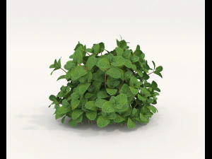 Realistic Shrub Bush Set 5 3D Model