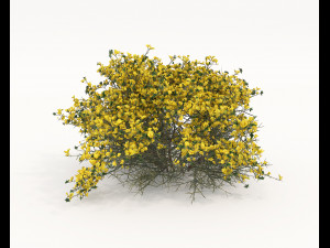 Realistic Shrub Bush Set 5 Modello 3D