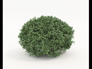 Realistic Shrub Bush Set 5 3D Model