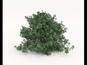 Realistic Shrub Bush Set 5 3D Model