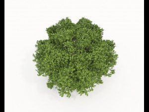 Realistic Shrub Bush Set 5 Modello 3D