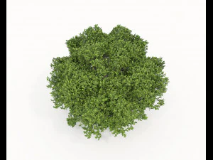 Realistic Shrub Bush Set 5 3D Model