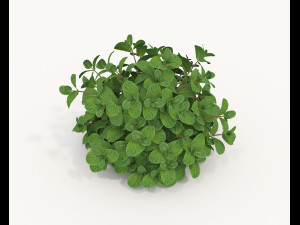 Realistic Shrub Bush Set 5 Modello 3D