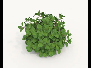 Realistic Shrub Bush Set 5 3D Model