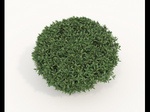 Realistic Shrub Bush Set 5 Modello 3D