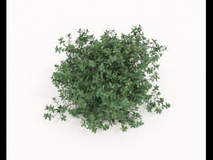 Realistic Shrub Bush Set 5 Modello 3D