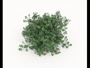 Realistic Shrub Bush Set 5 3D Model