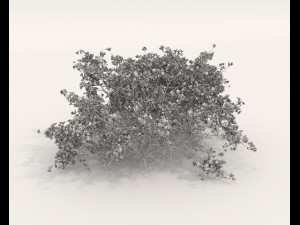 Realistic Shrub Bush Set 5 Modello 3D