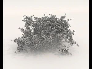 Realistic Shrub Bush Set 5 3D Model