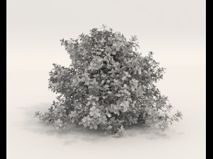 Realistic Shrub Bush Set 5 Modello 3D