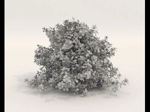 Realistic Shrub Bush Set 5 3D Model