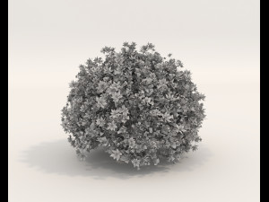 Realistic Shrub Bush Set 5 Modello 3D