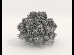 Realistic Shrub Bush Set 5 Modello 3D