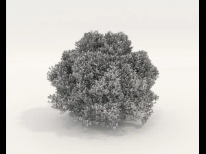 Realistic Shrub Bush Set 5 3D Model