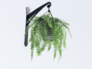 fern in hanging pot Model 3D
