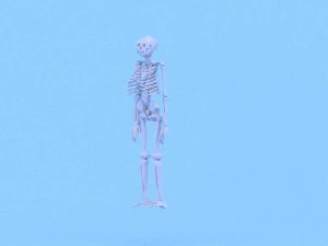 esqueleto anat&ocirc;mico de baixo poli Modelo 3D